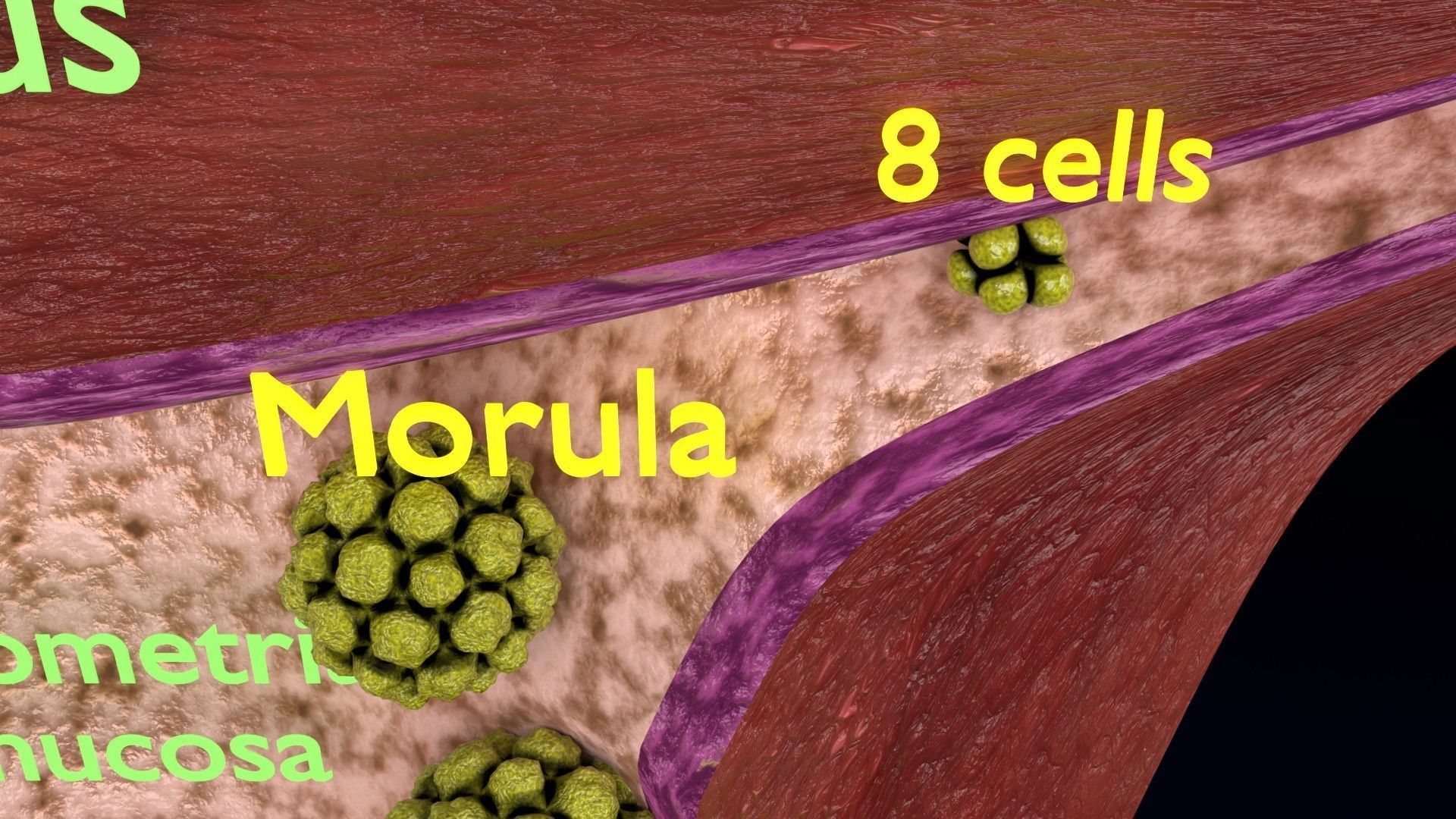 Fertilization stages of ovum 3D model_13