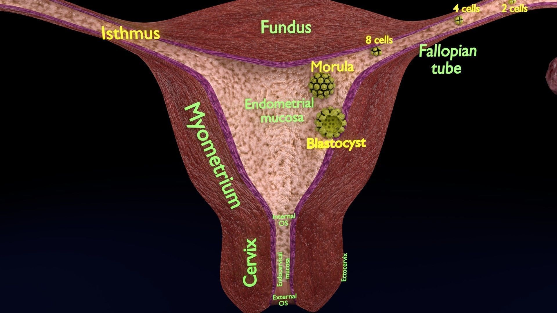 Fertilization stages of ovum 3D model_18