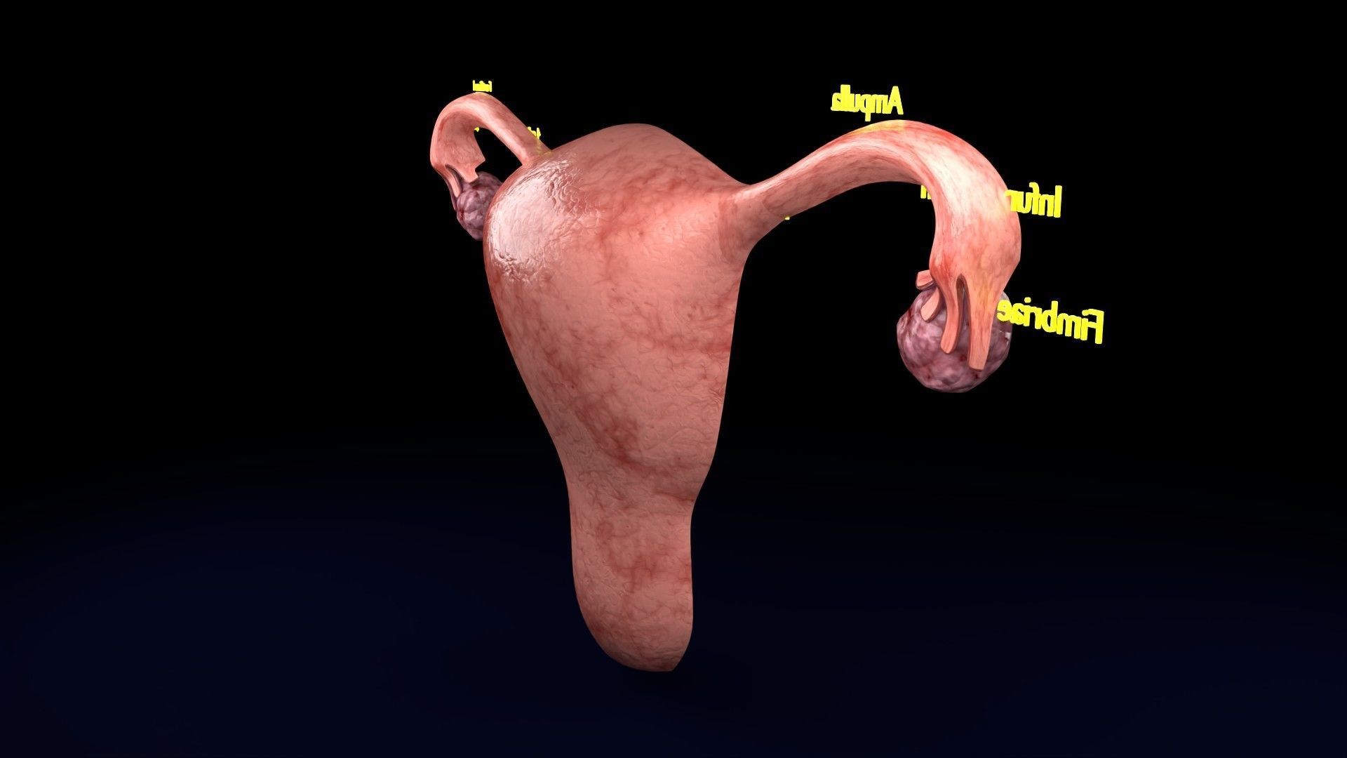 Fertilization stages of ovum 3D model_45