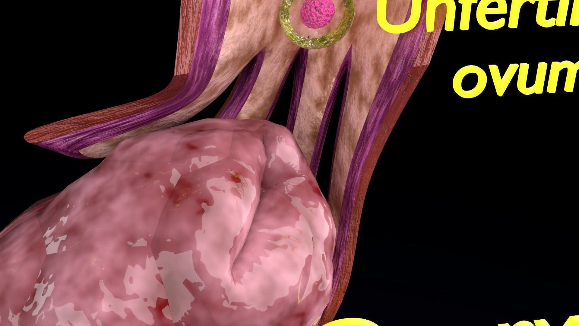 Fertilization stages of ovum 3D model_5