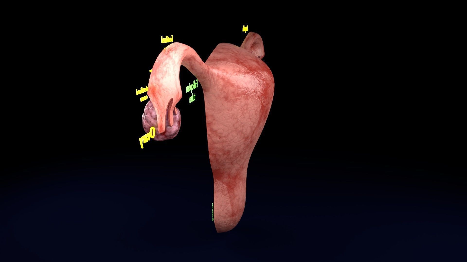 Fertilization stages of ovum 3D model_73