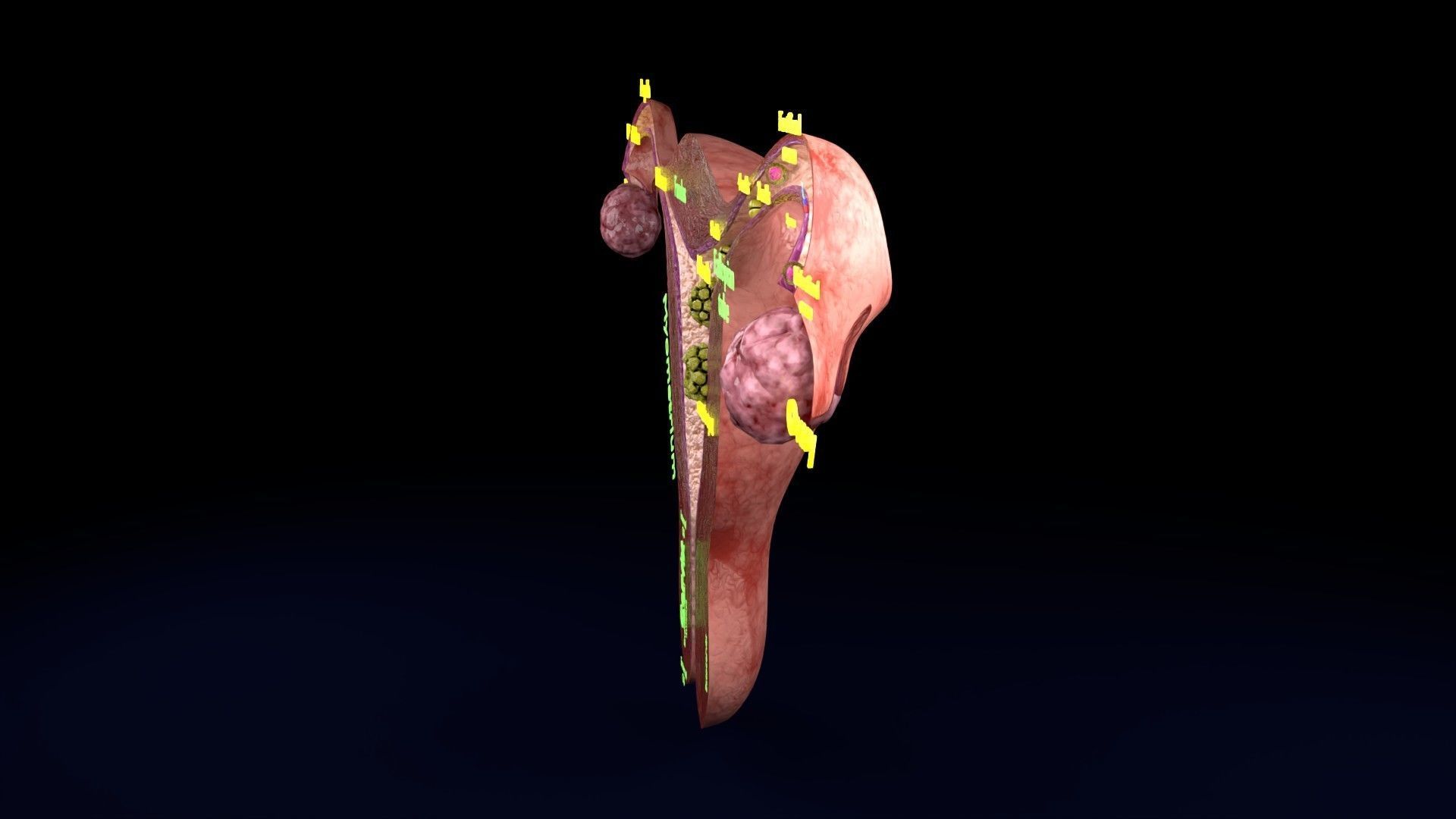 Fertilization stages of ovum 3D model_77