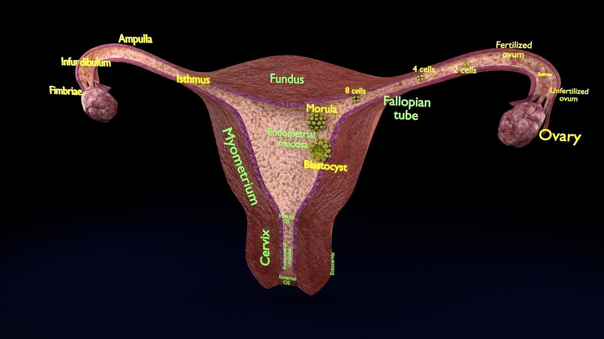 Fertilization stages of ovum 3D model_89