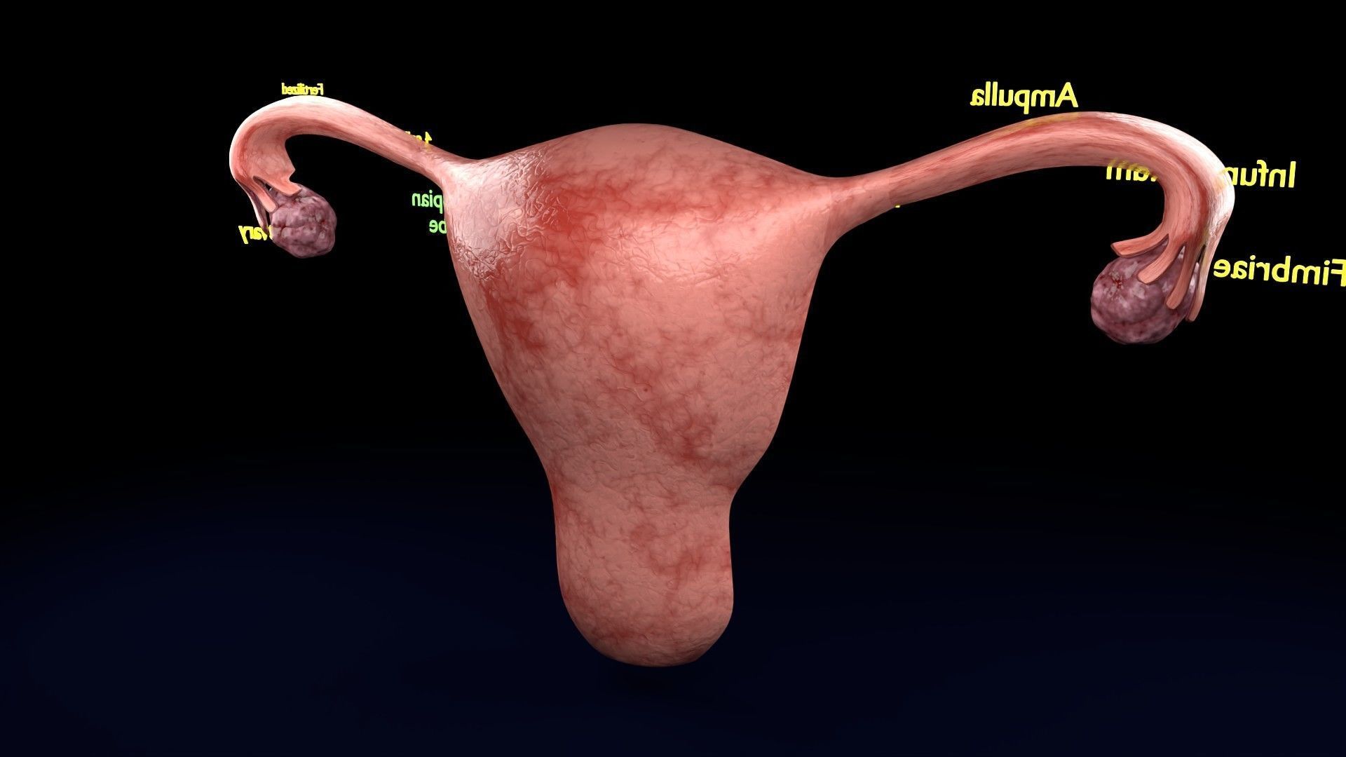 Fertilization stages of ovum 3D model_51
