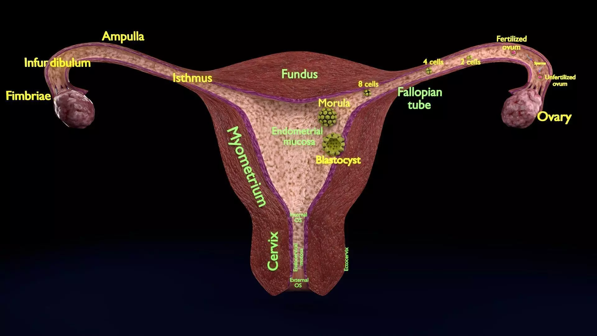 Fertilization stages of ovum 3D model_0
