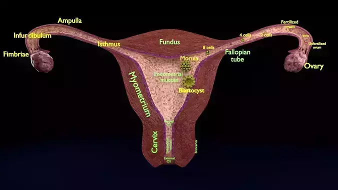 Fertilization stages of ovum 3D model