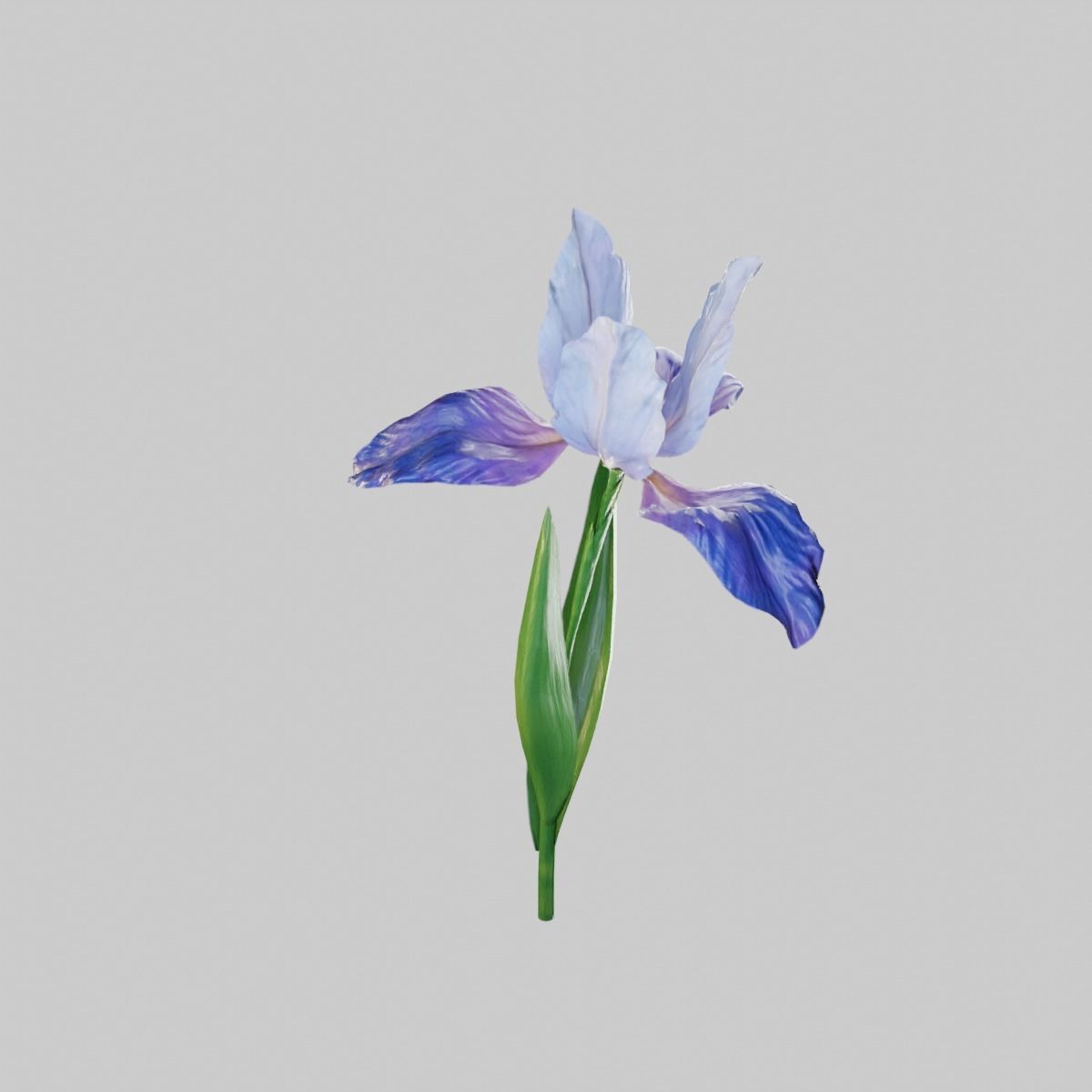 Animated Low Poly Iris Flower Low-poly 3D model_9