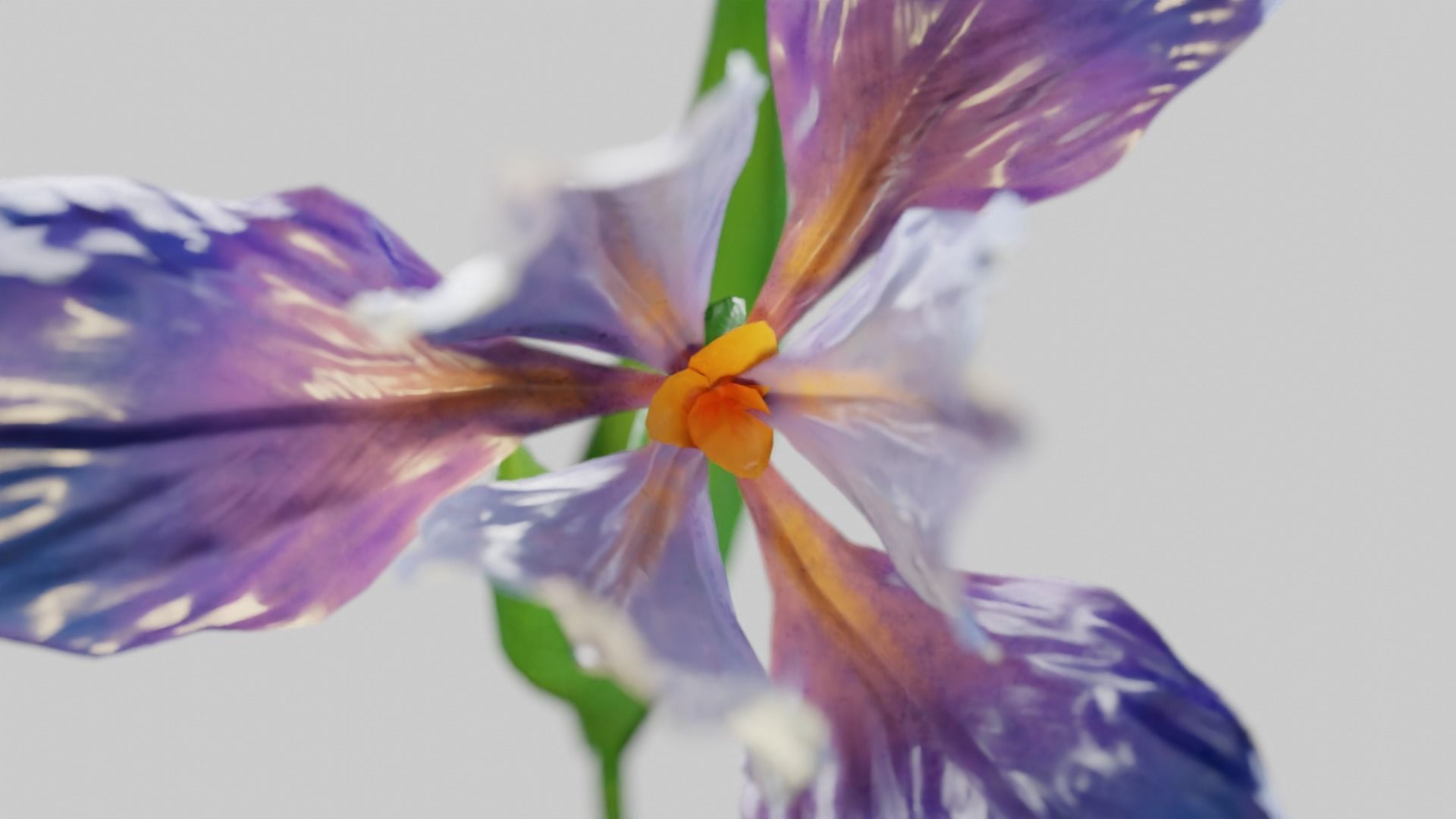 Animated Low Poly Iris Flower Low-poly 3D model_14