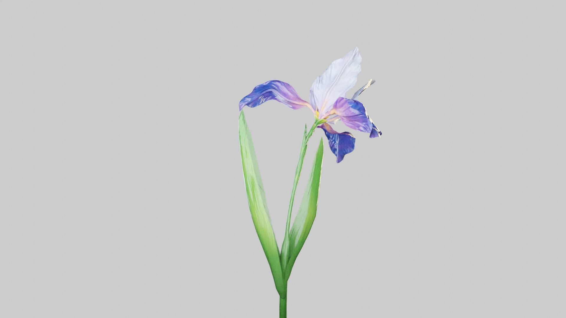 Animated Low Poly Iris Flower Low-poly 3D model_10