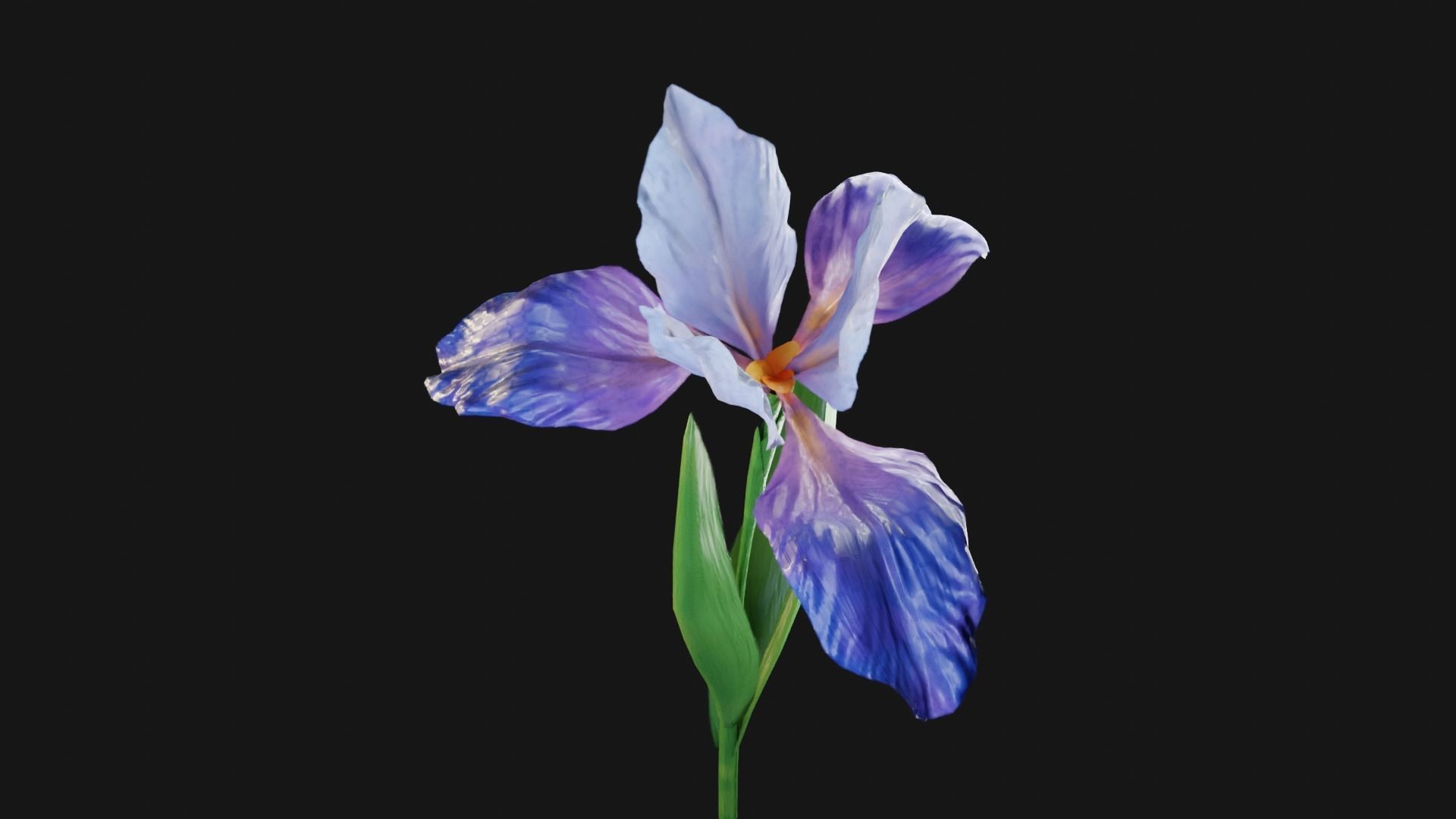Animated Low Poly Iris Flower Low-poly 3D model_5