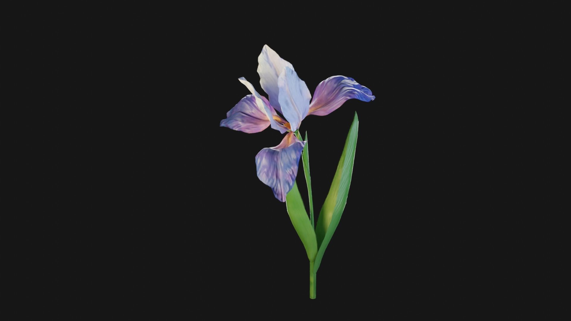 Animated Low Poly Iris Flower Low-poly 3D model_4