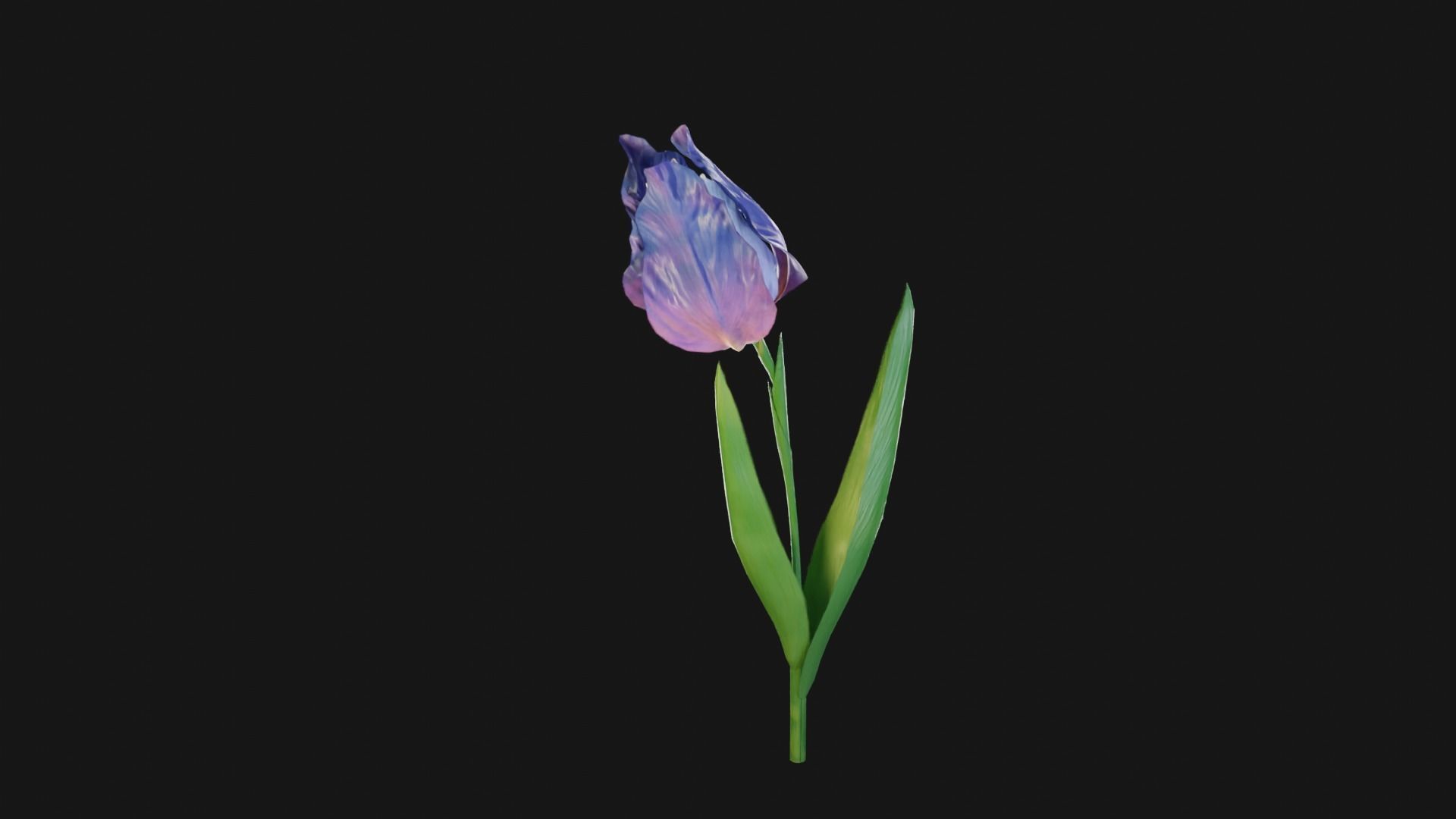 Animated Low Poly Iris Flower Low-poly 3D model_3