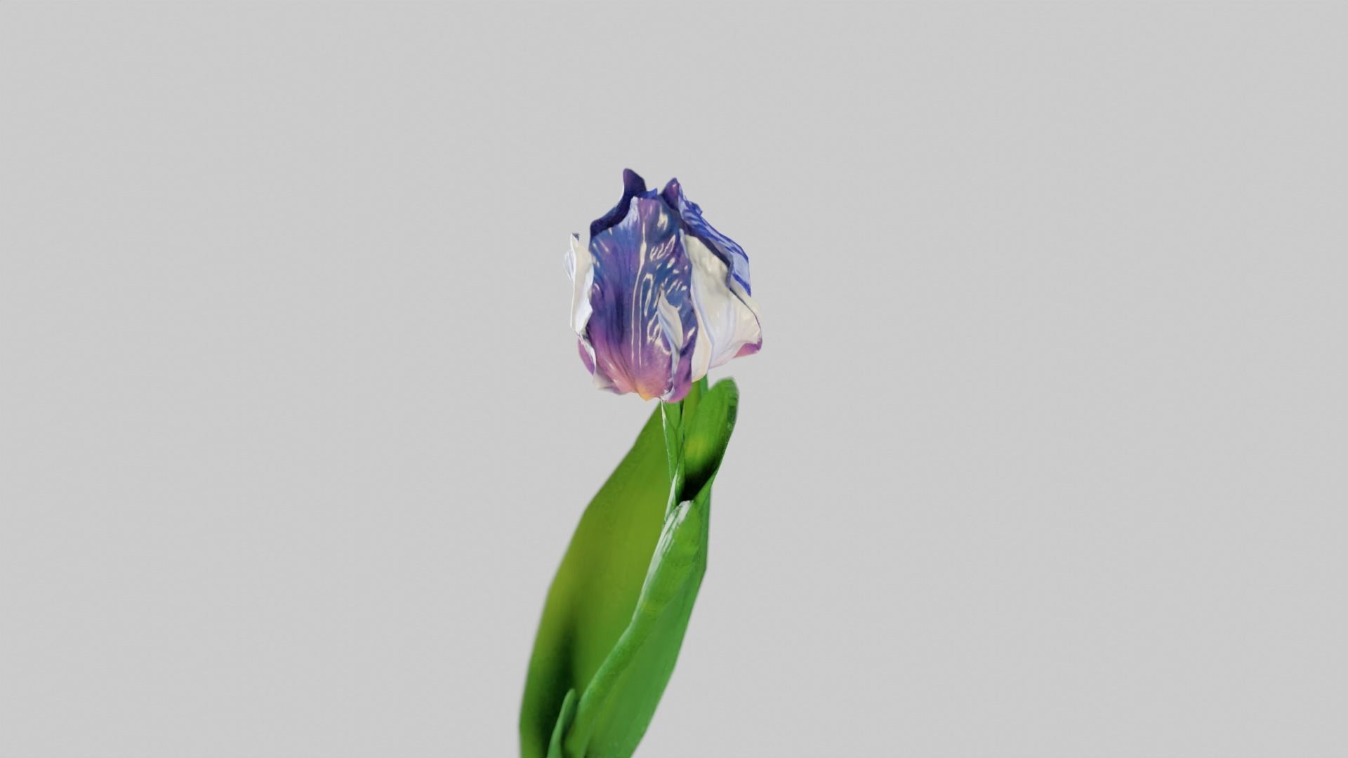 Animated Low Poly Iris Flower Low-poly 3D model_16