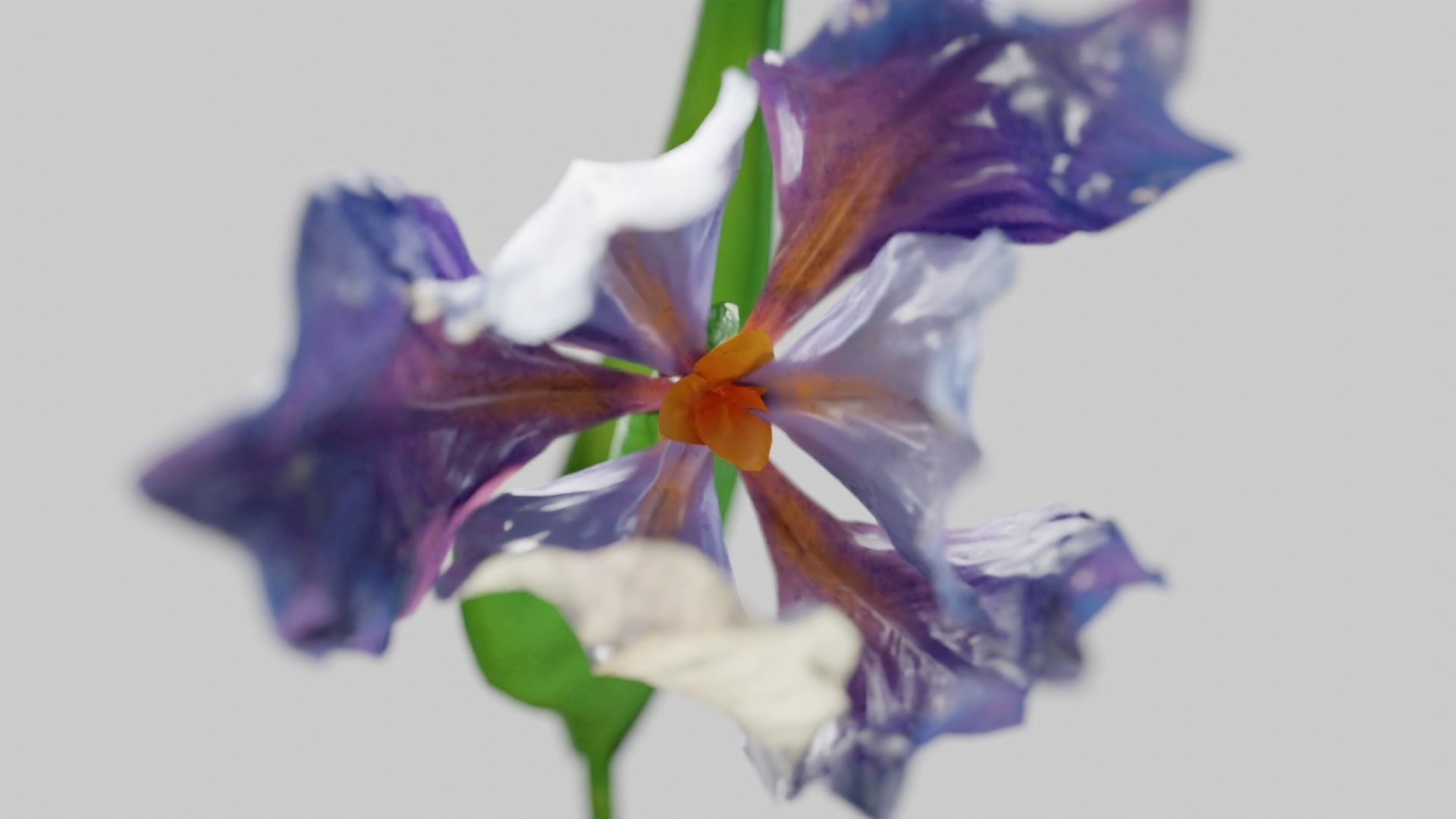 Animated Low Poly Iris Flower Low-poly 3D model_11