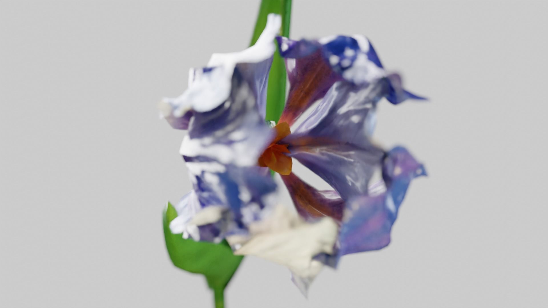 Animated Low Poly Iris Flower Low-poly 3D model_12