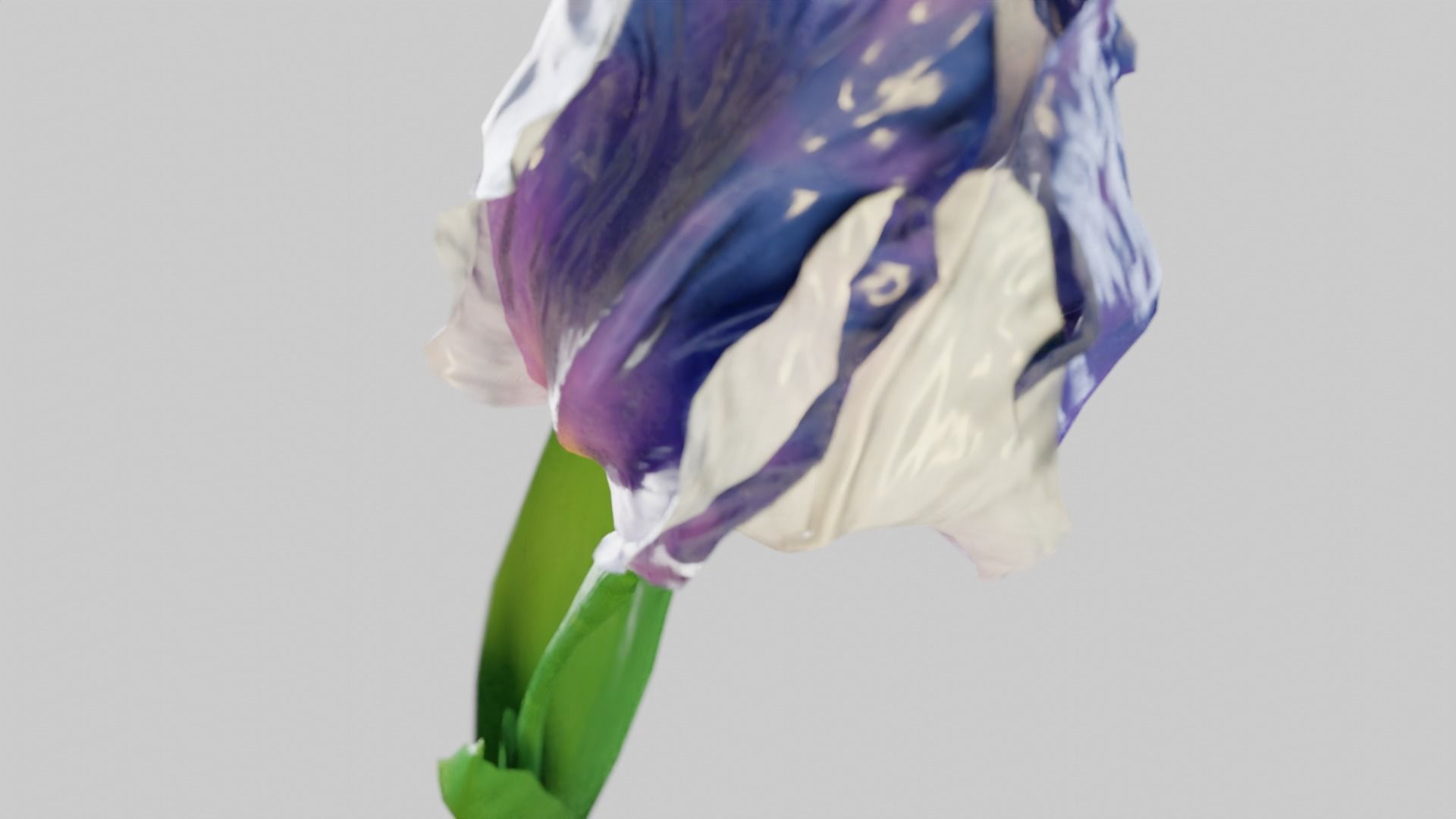 Animated Low Poly Iris Flower Low-poly 3D model_17
