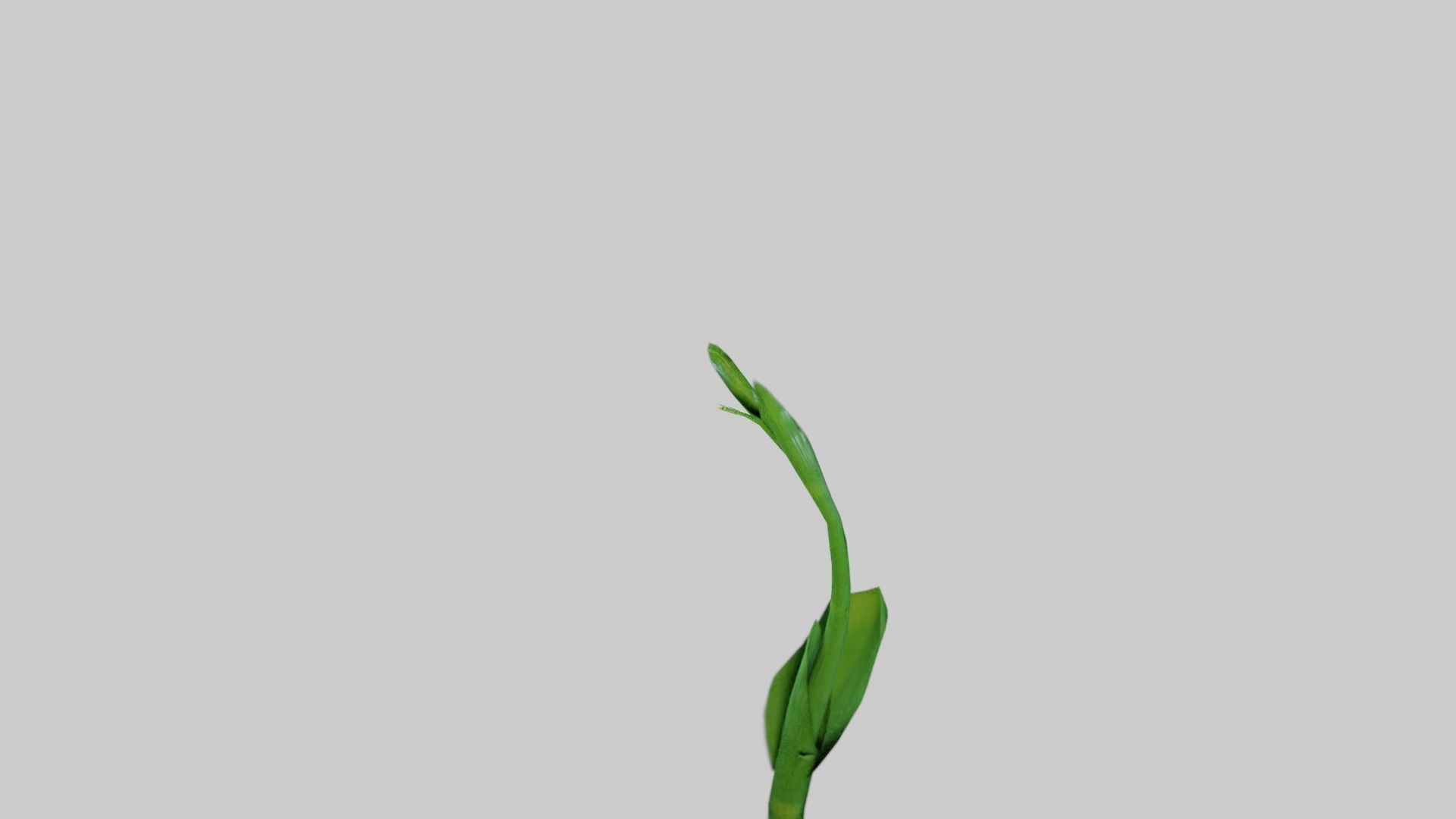 Animated Low Poly Iris Flower Low-poly 3D model_13