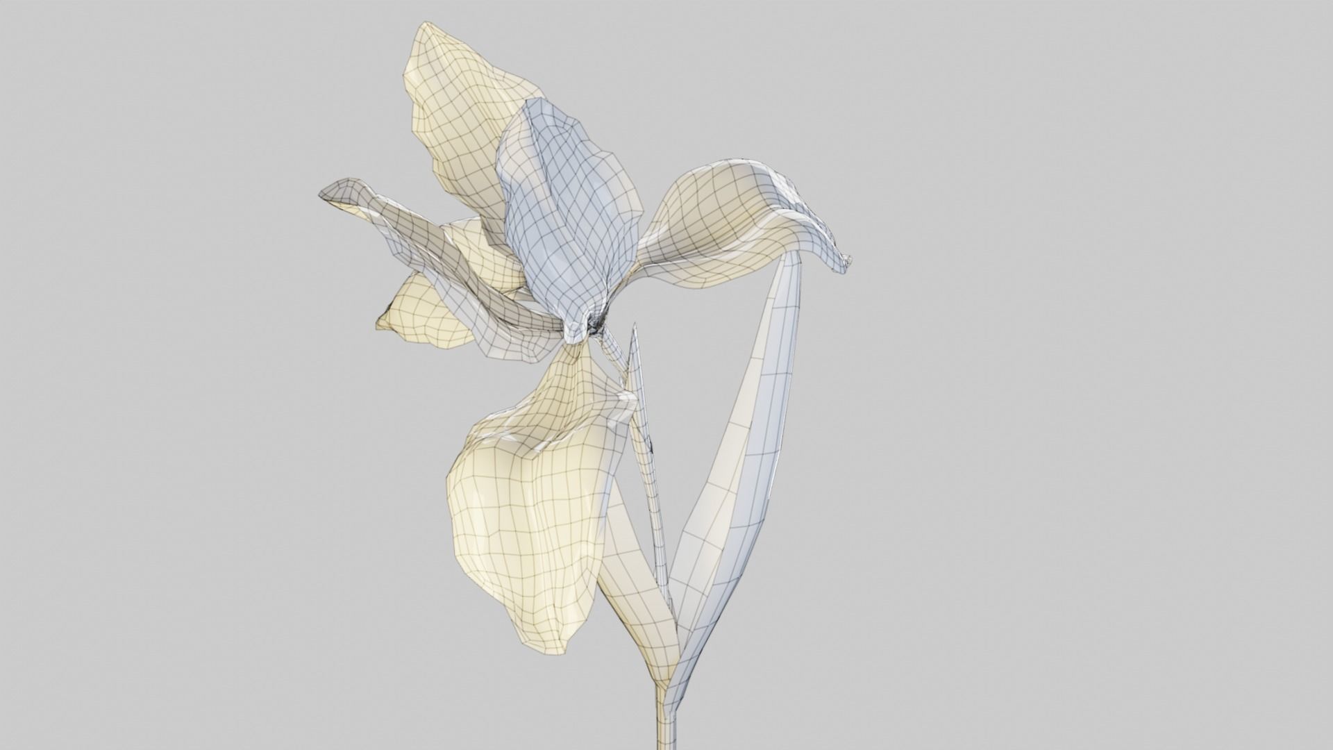 Animated Low Poly Iris Flower Low-poly 3D model_7