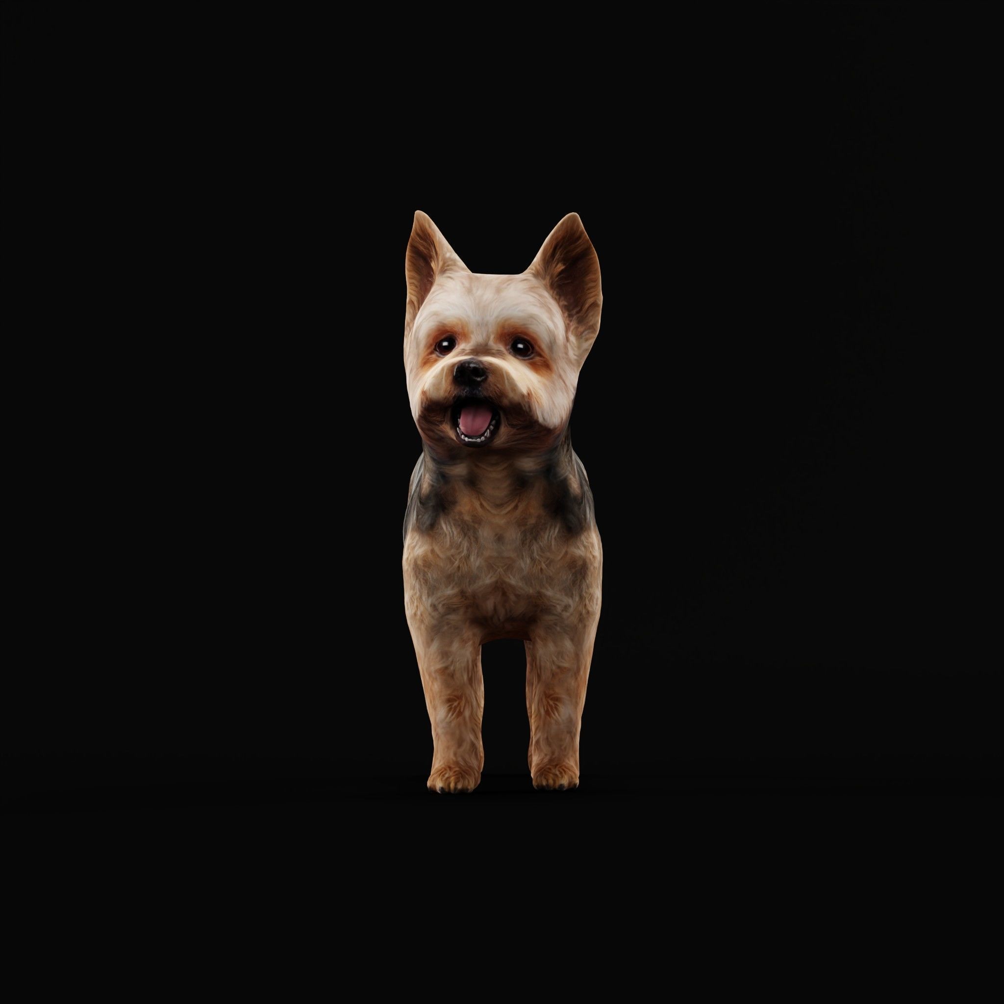 Yorkshire Terrier Dog Low-poly 3D model_30