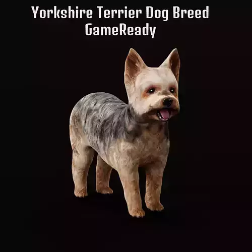 Yorkshire Terrier Dog Low-poly 3D model
