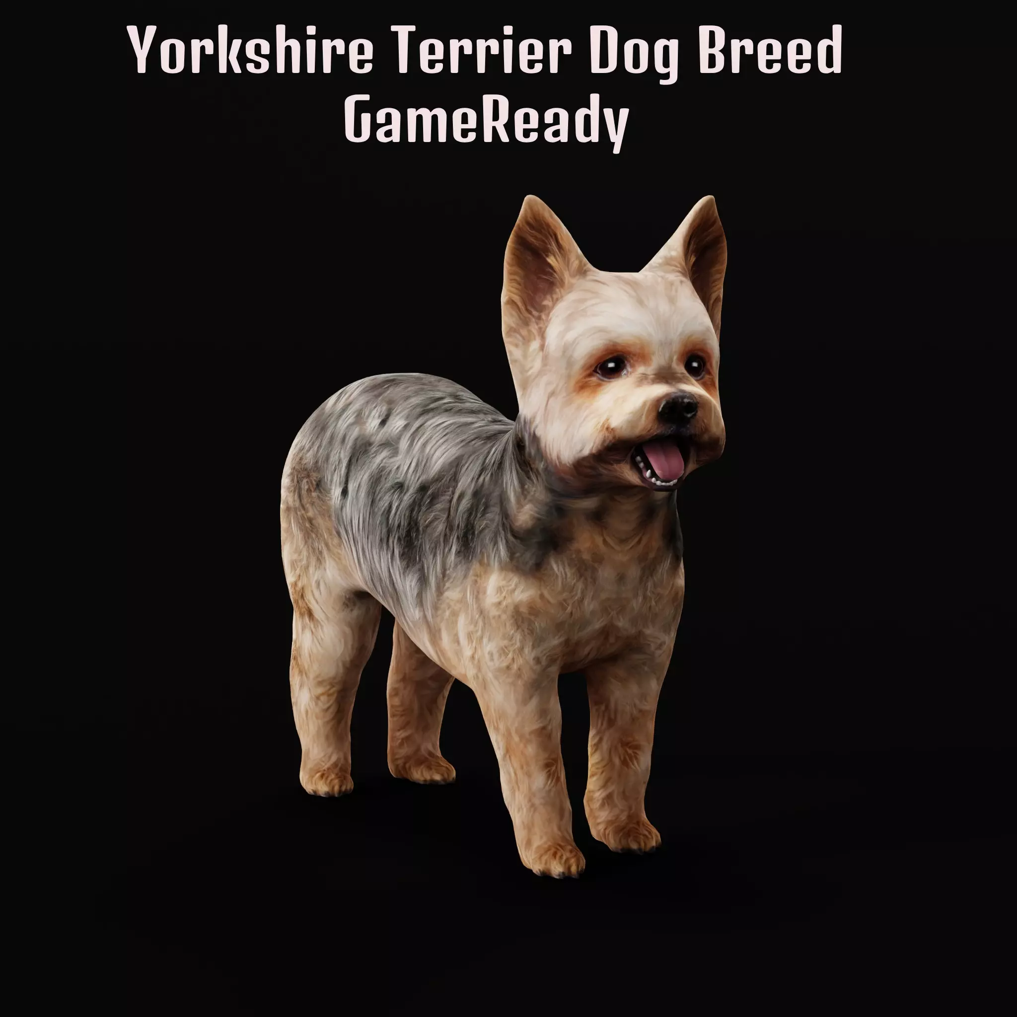 Yorkshire Terrier Dog Low-poly 3D model_0