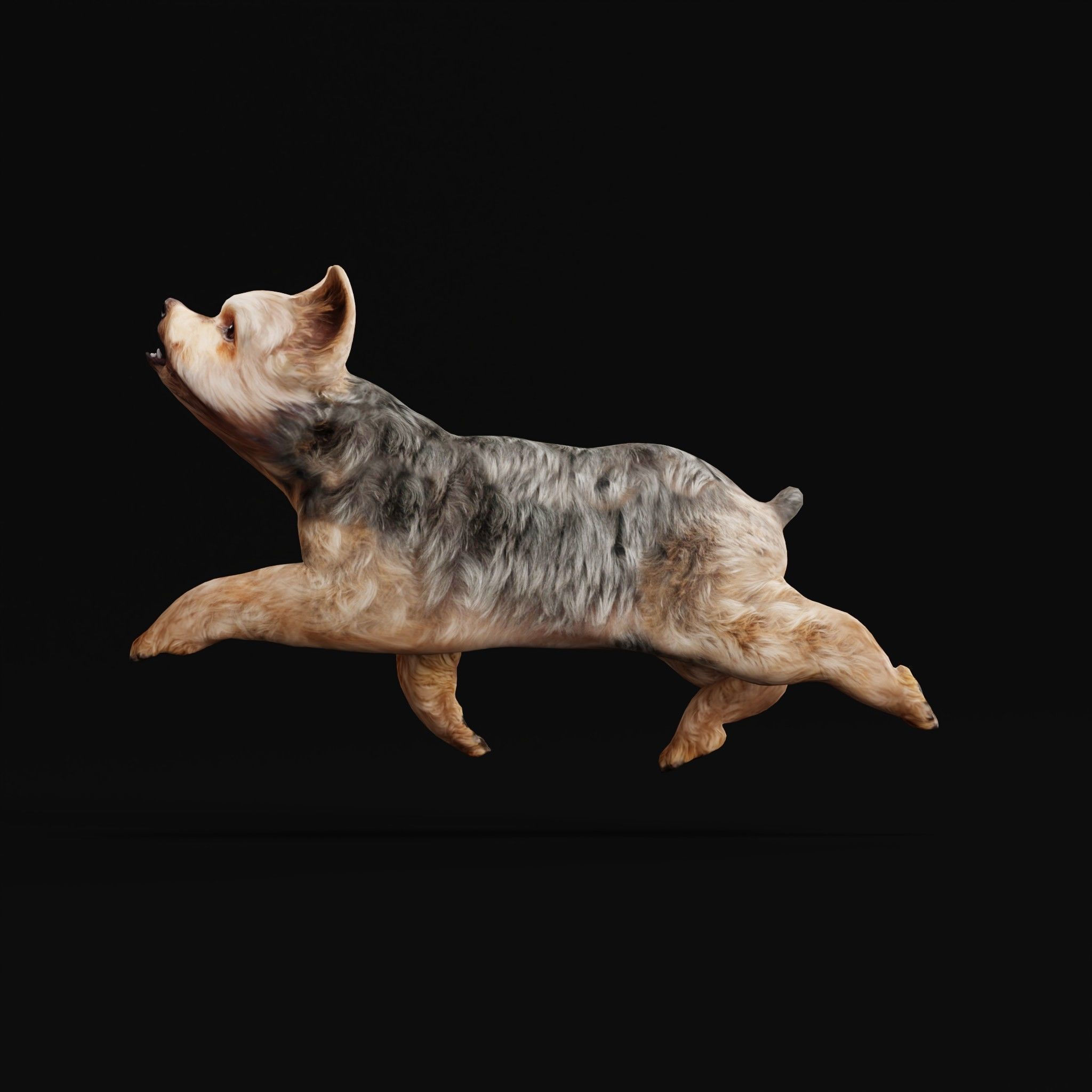 Yorkshire Terrier Dog Low-poly 3D model_34