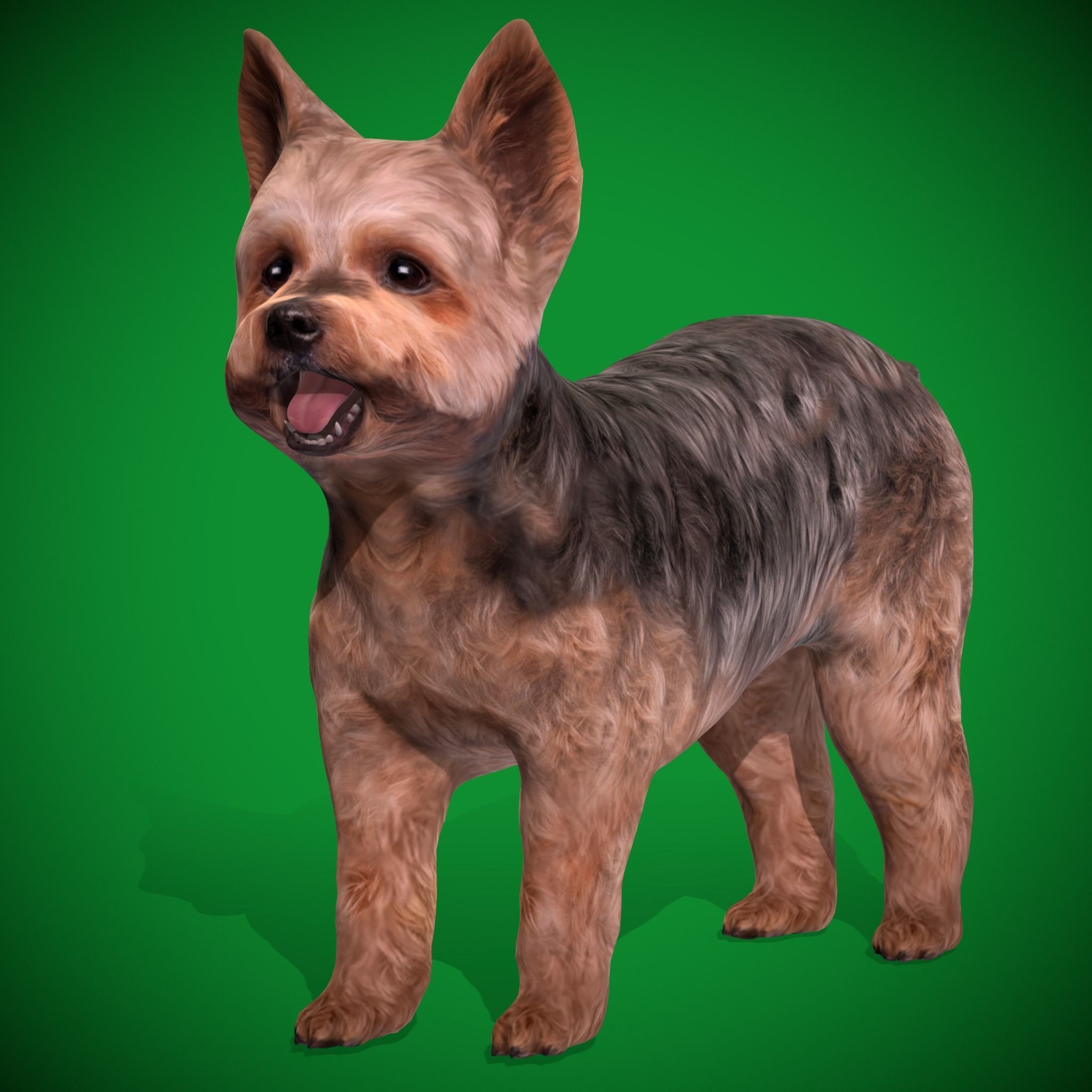 Yorkshire Terrier Dog Low-poly 3D model_20