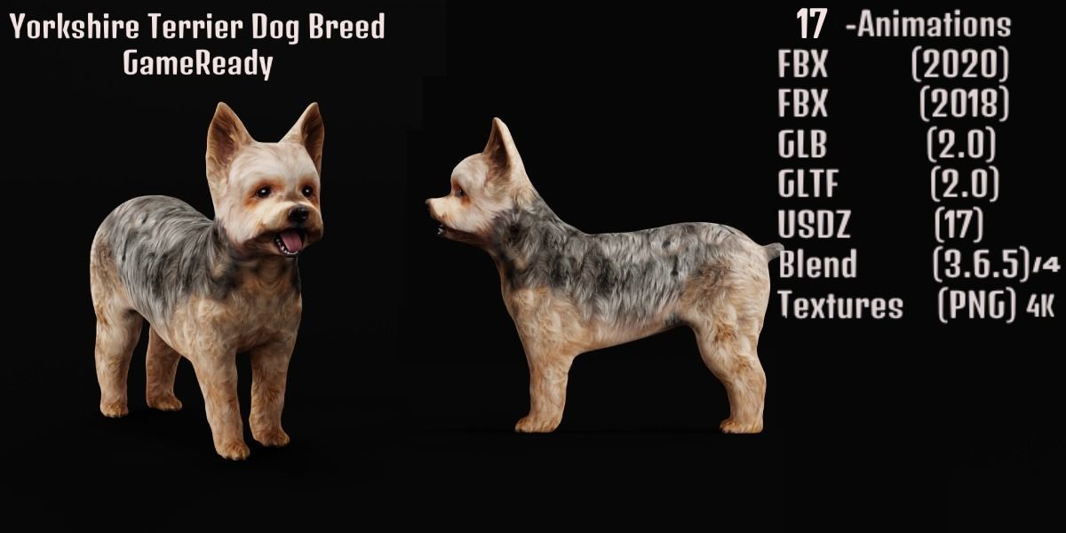 Yorkshire Terrier Dog Low-poly 3D model_2