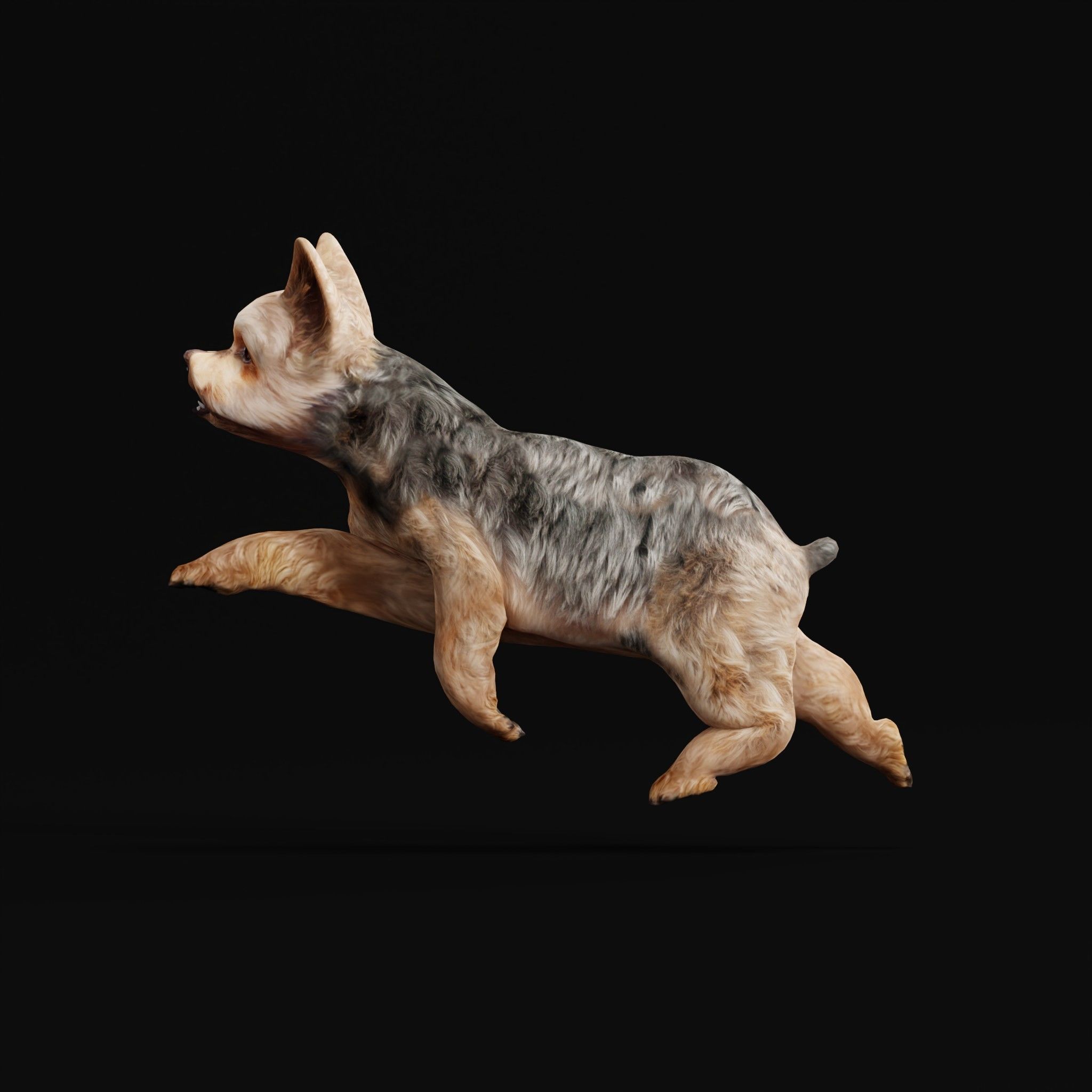 Yorkshire Terrier Dog Low-poly 3D model_32