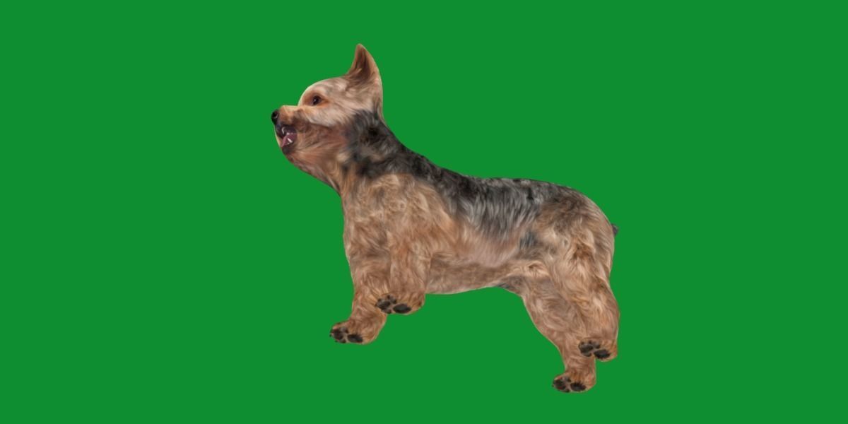 Yorkshire Terrier Dog Low-poly 3D model_5