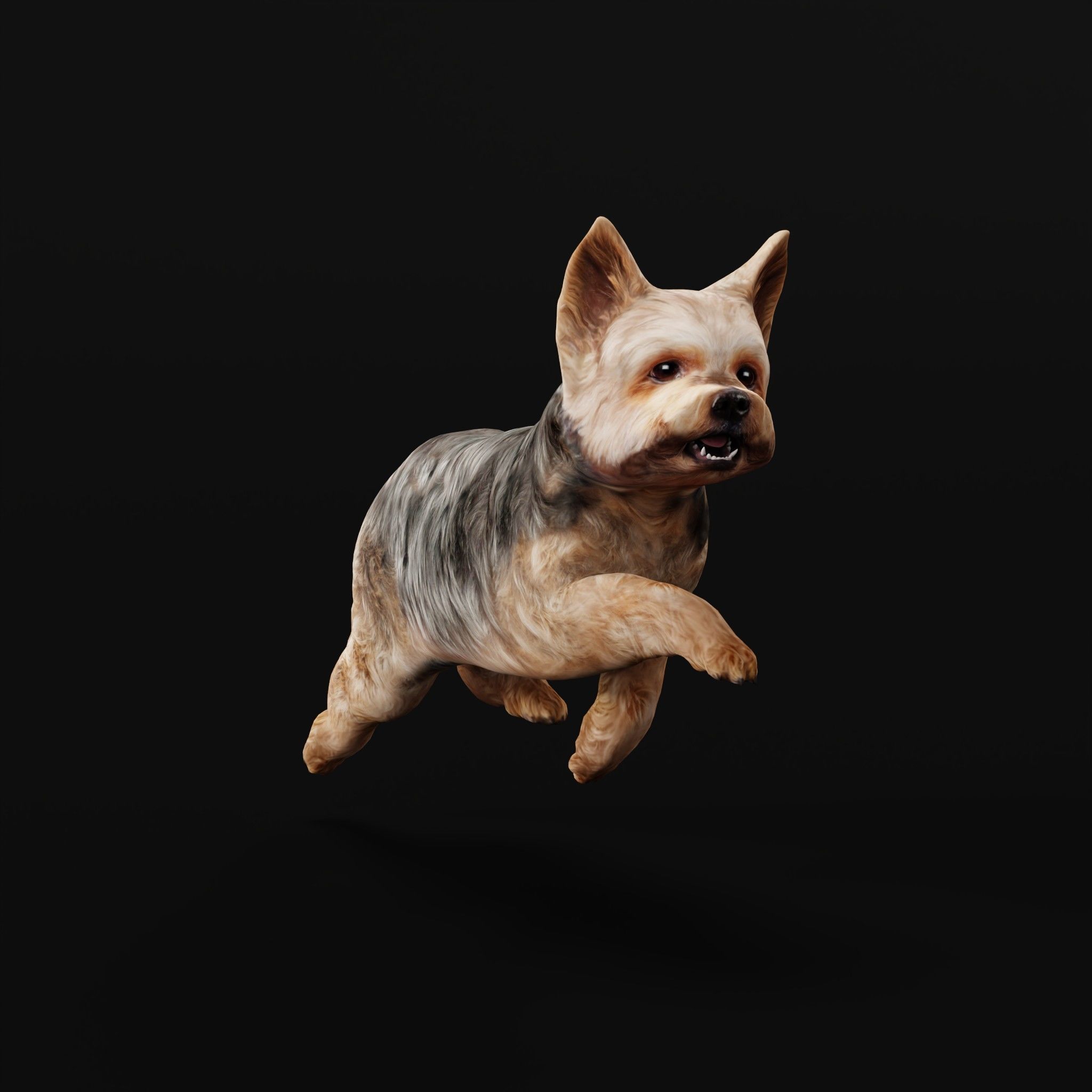 Yorkshire Terrier Dog Low-poly 3D model_33