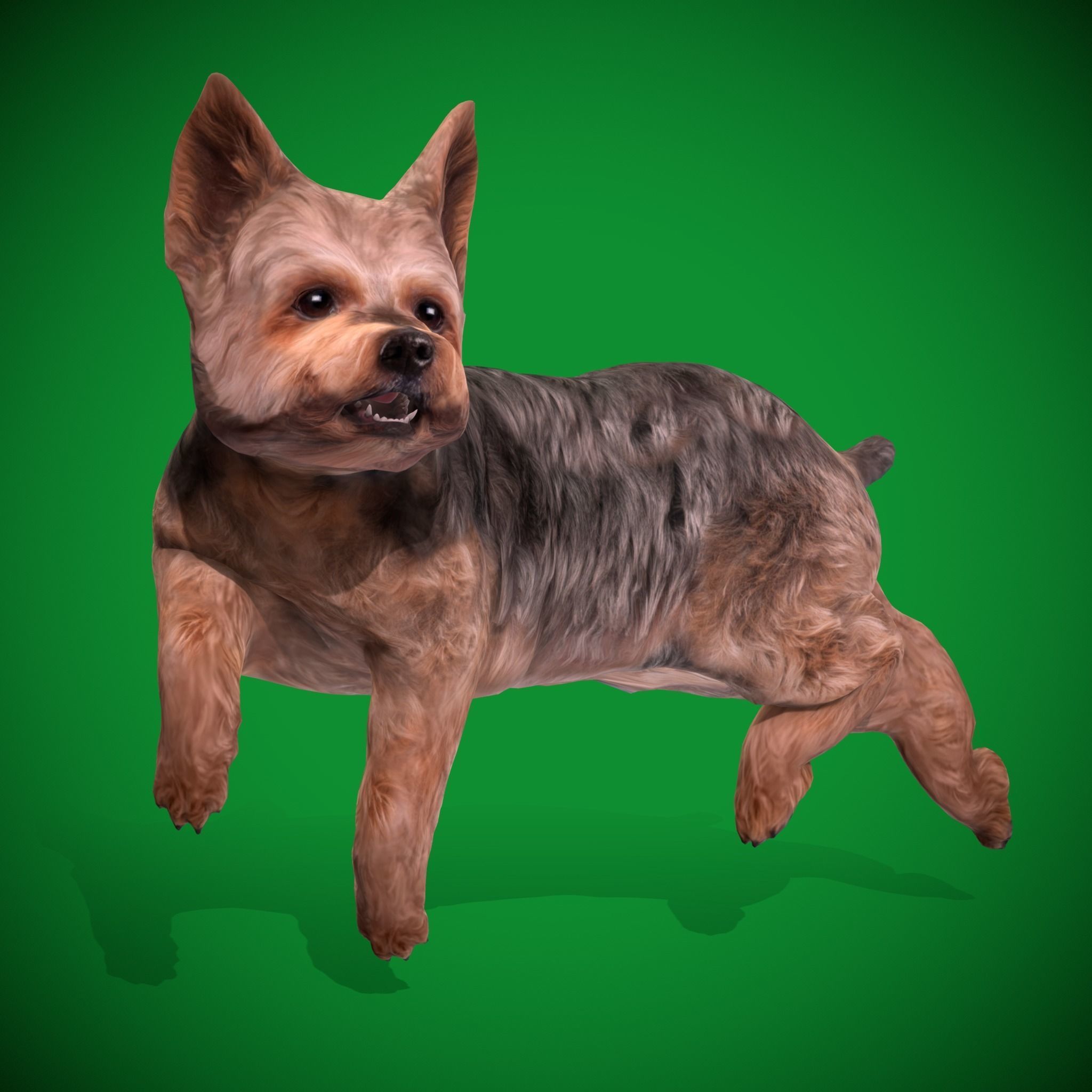 Yorkshire Terrier Dog Low-poly 3D model_21