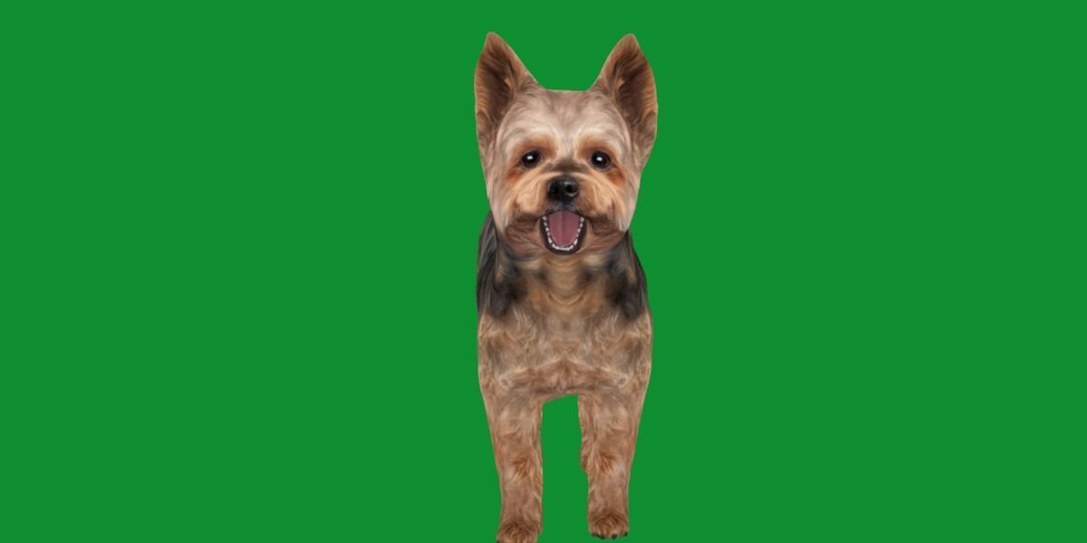 Yorkshire Terrier Dog Low-poly 3D model_6