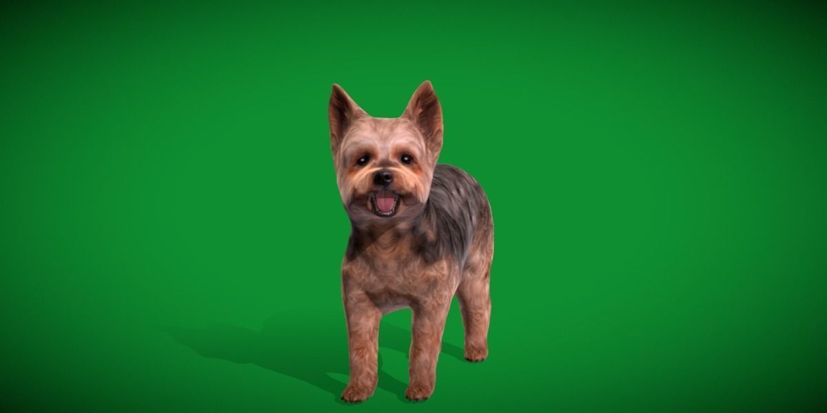 Yorkshire Terrier Dog Low-poly 3D model_4