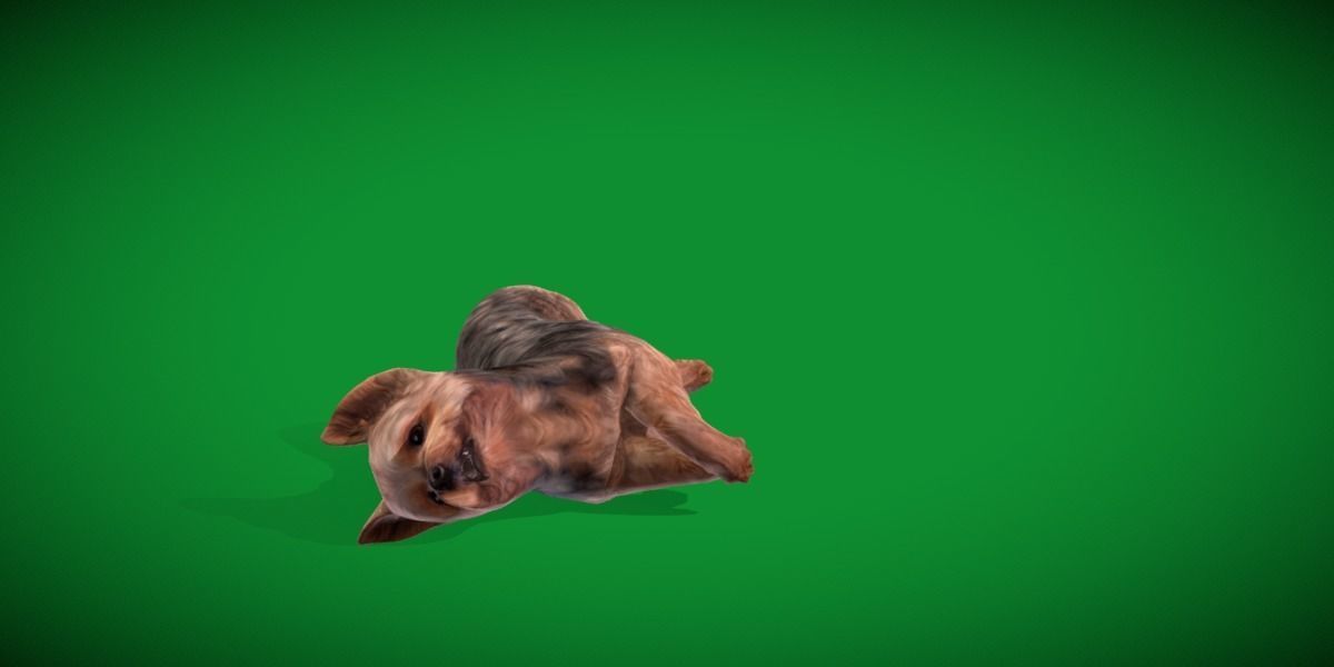 Yorkshire Terrier Dog Low-poly 3D model_22