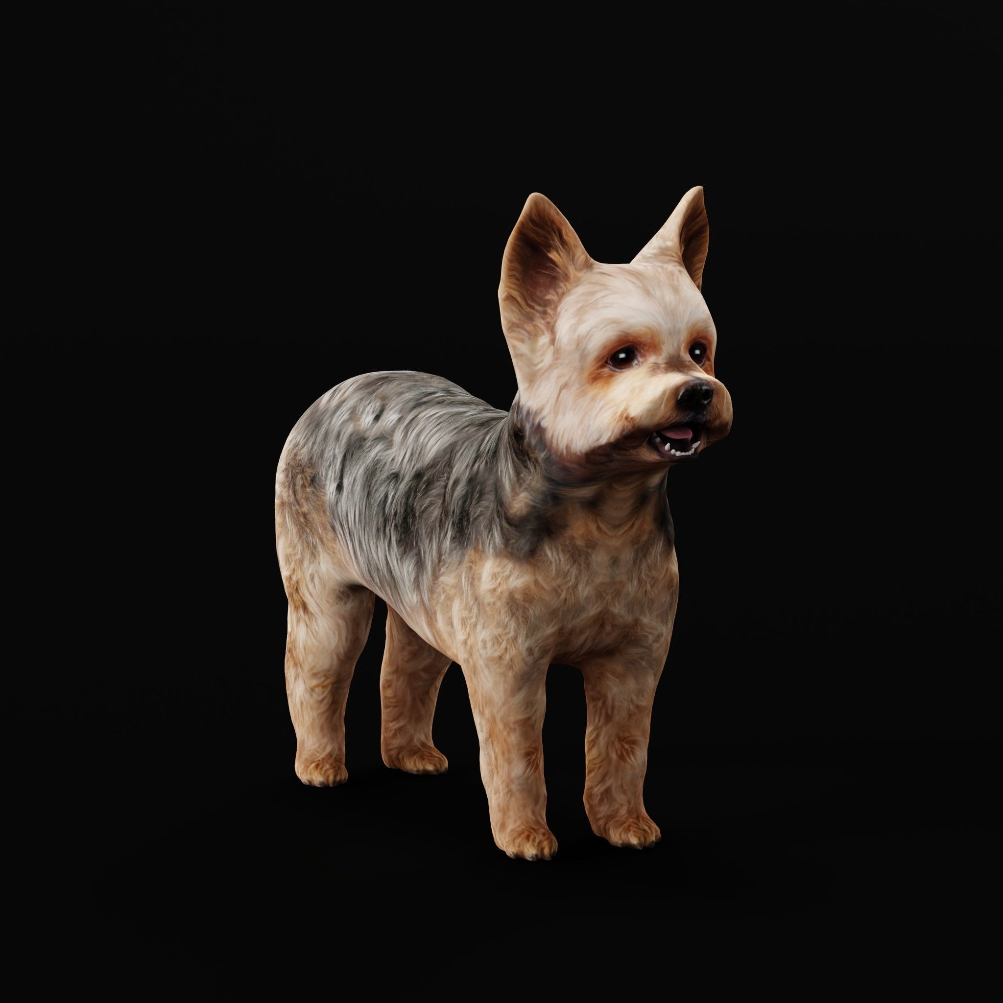 Yorkshire Terrier Dog Low-poly 3D model_36