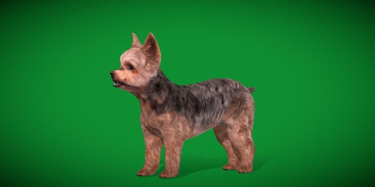 Yorkshire Terrier Dog Low-poly 3D model_15