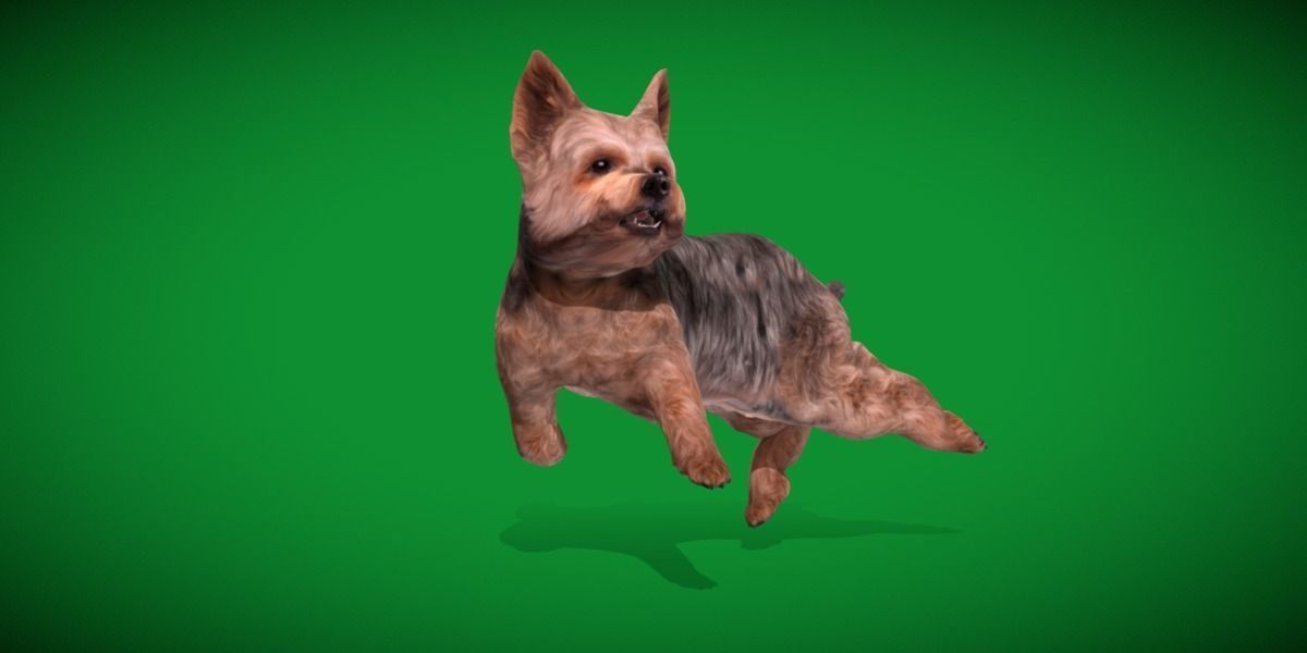 Yorkshire Terrier Dog Low-poly 3D model_24