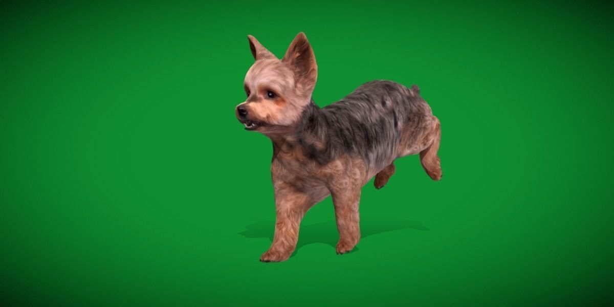 Yorkshire Terrier Dog Low-poly 3D model_23
