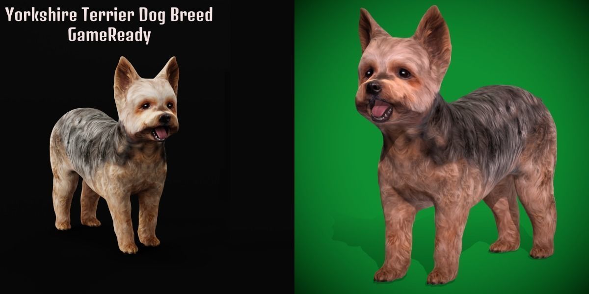 Yorkshire Terrier Dog Low-poly 3D model_3