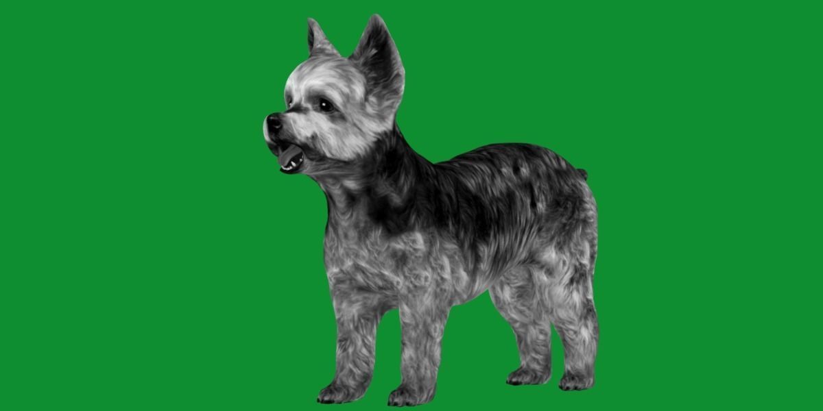 Yorkshire Terrier Dog Low-poly 3D model_10