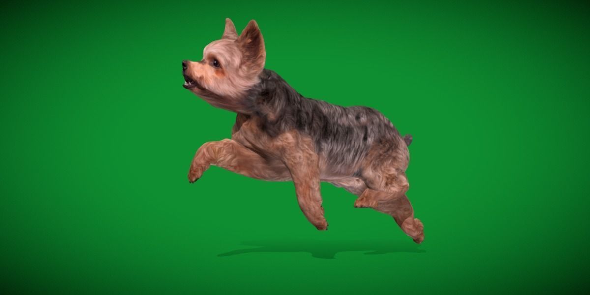 Yorkshire Terrier Dog Low-poly 3D model_25