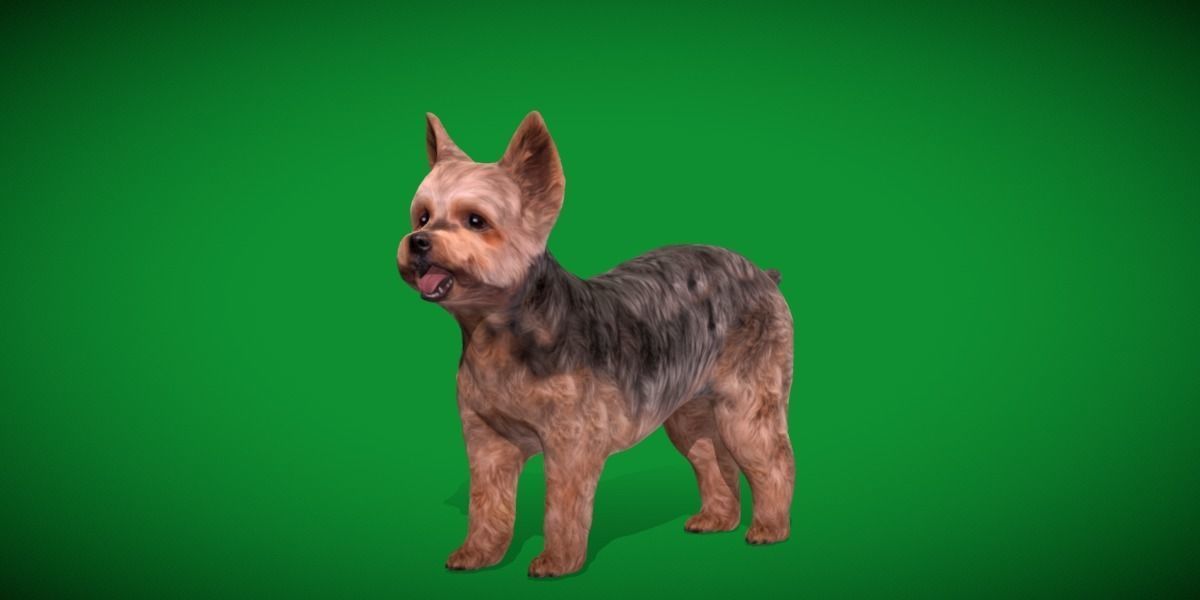 Yorkshire Terrier Dog Low-poly 3D model_29