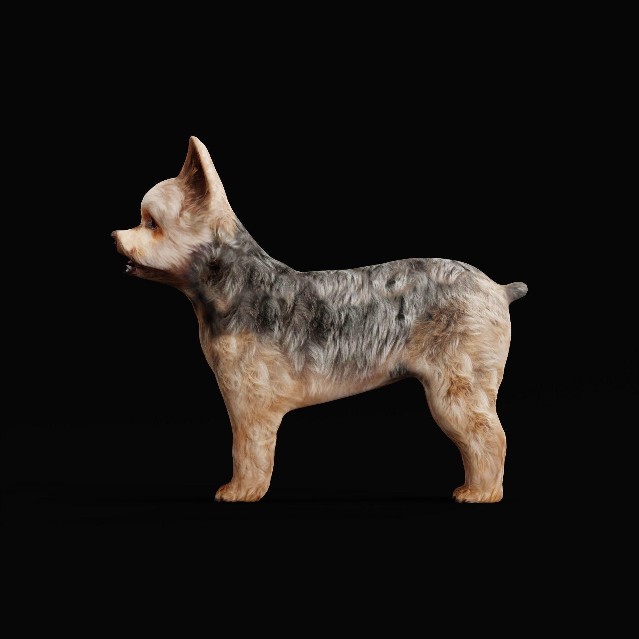 Yorkshire Terrier Dog Low-poly 3D model_37