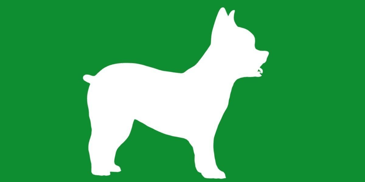 Yorkshire Terrier Dog Low-poly 3D model_7