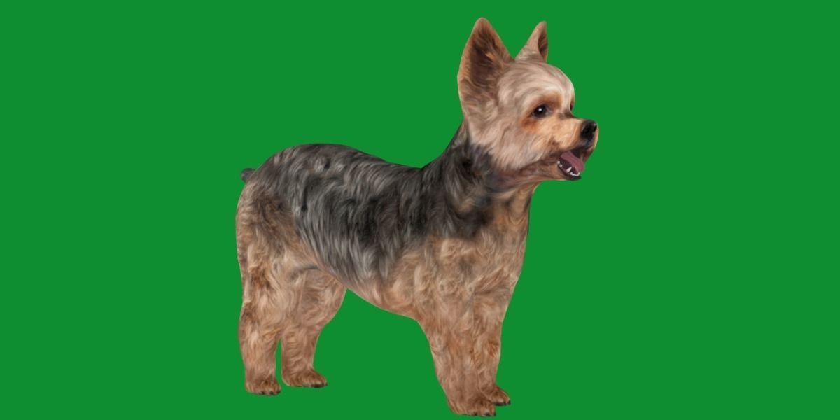 Yorkshire Terrier Dog Low-poly 3D model_19