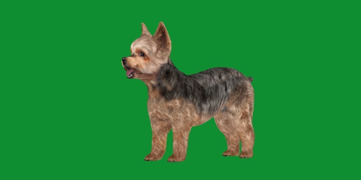 Yorkshire Terrier Dog Low-poly 3D model_28