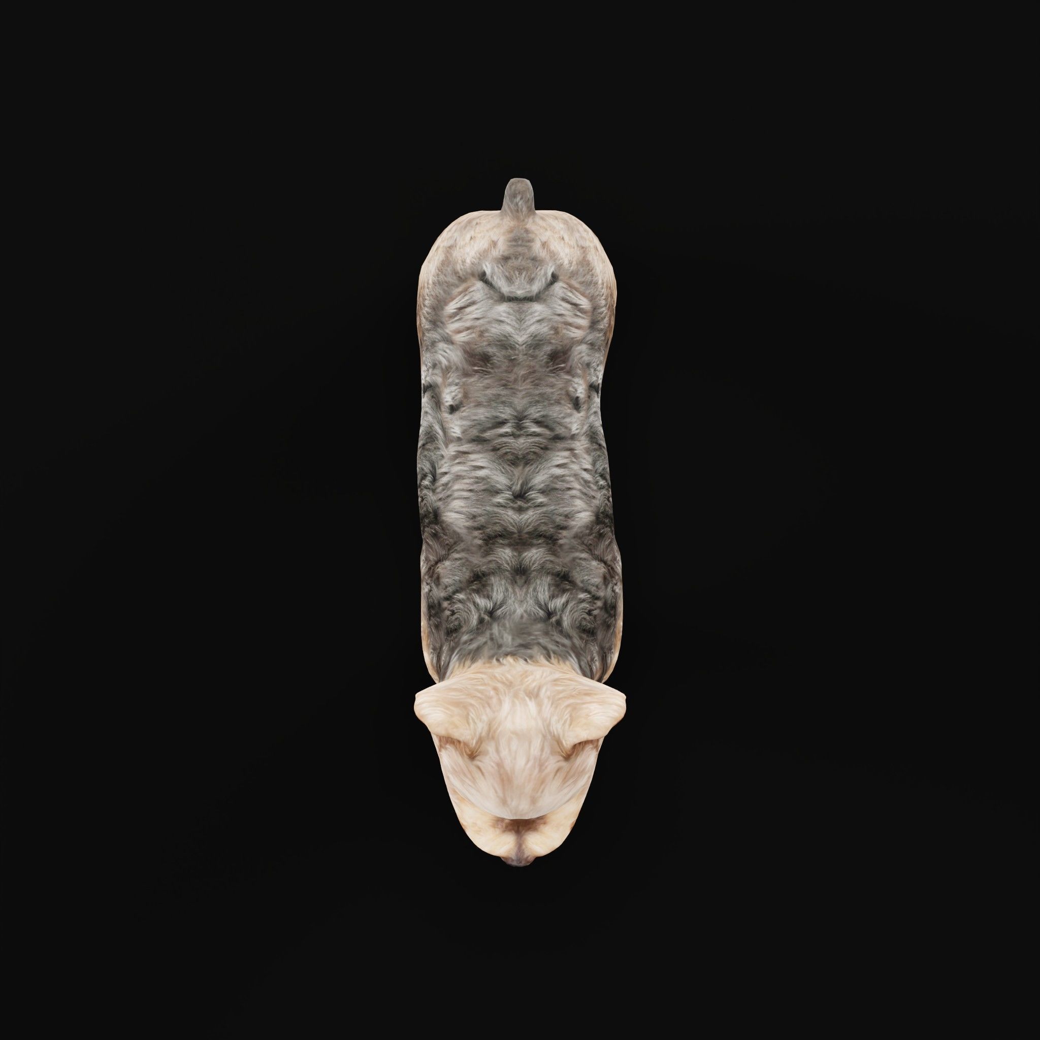 Yorkshire Terrier Dog Low-poly 3D model_35