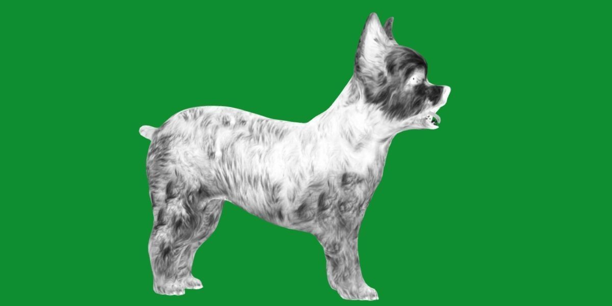 Yorkshire Terrier Dog Low-poly 3D model_9