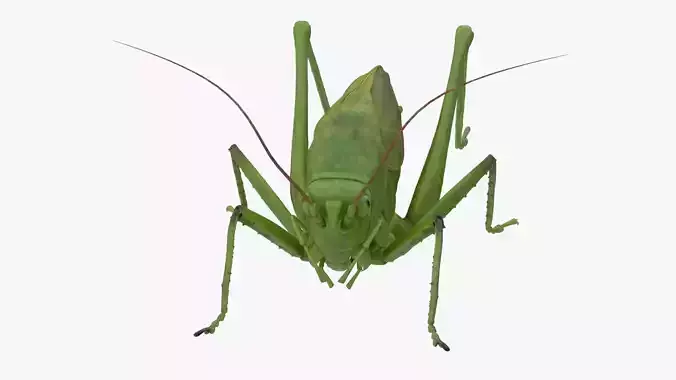 Lifelike Katydid